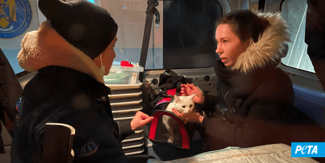 Now in Ukraine: PETA Germany Saves Animals Trapped Inside Buildings, Bringing Rescue Total to Over 740