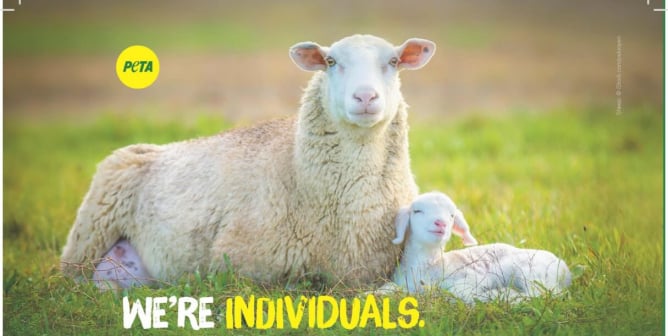 We’re Individuals. We’re Not Sweaters. Wear Something Vegan (Sheep and Lamb)