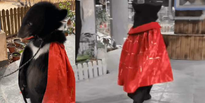 Cruel and Dangerous: Bears Forced to Walk Upright, Wear Costumes at Chinese Animal Park