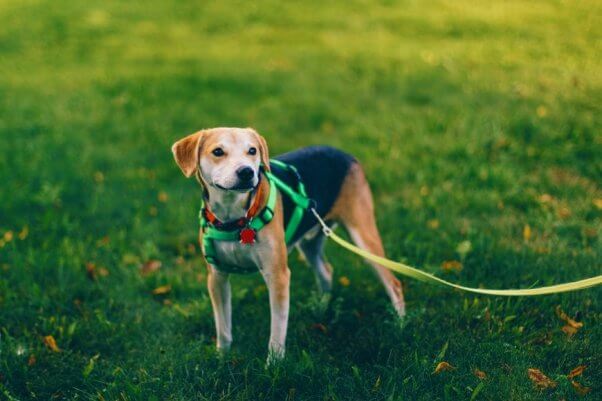 Brown and black dog on green harness