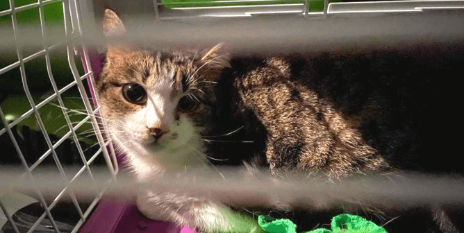 Peta Rescues People for the Ethical Treatment of Animals (PETA)