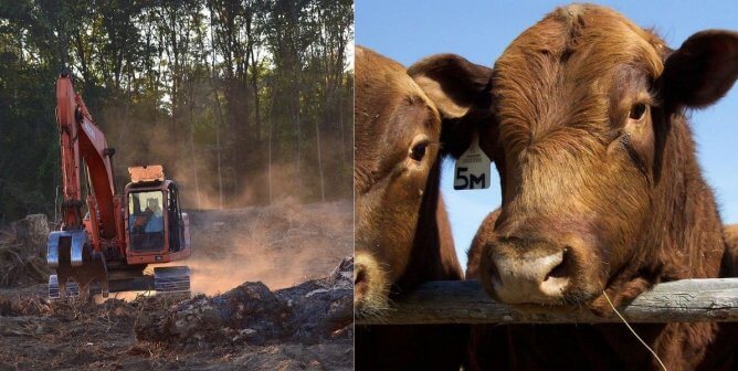 a bulldozer destroys forest, a cow looks over a fence
