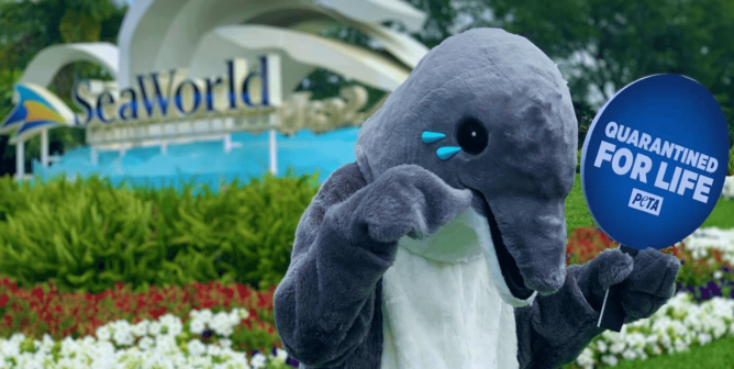 Crying dolphin outside seaworld
