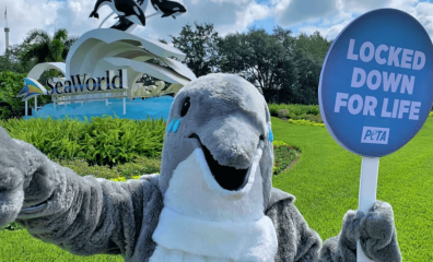 Helen the Dolphin Dies at SeaWorld, Ending Her 26-Year Imprisonment in Aquarium and Marine Park Tanks