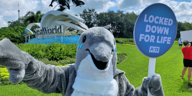Helen the Dolphin Dies at SeaWorld, Ending Her 26-Year Imprisonment in Aquarium and Marine Park Tanks