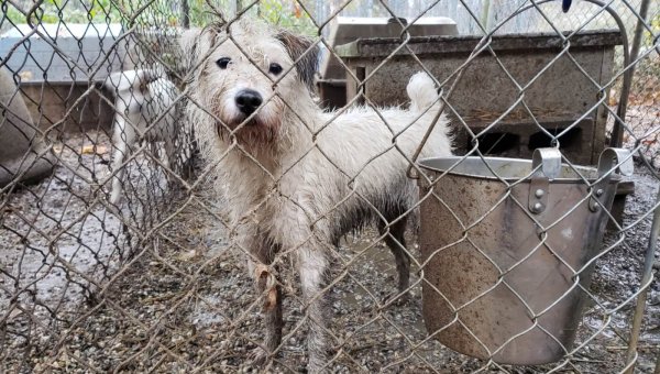 Tell SPCA Tampa Bay to END Its Corrupt Puppy Mill Collaboration