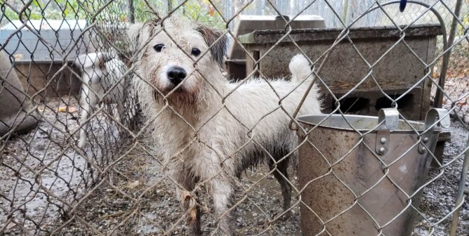 Tell SPCA Tampa Bay to END Its Corrupt Puppy Mill Collaboration