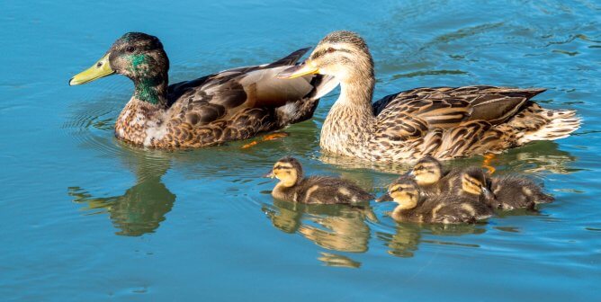 Learn About Ducks and How to Take Action for Them in One ‘Fowl’ Swoop