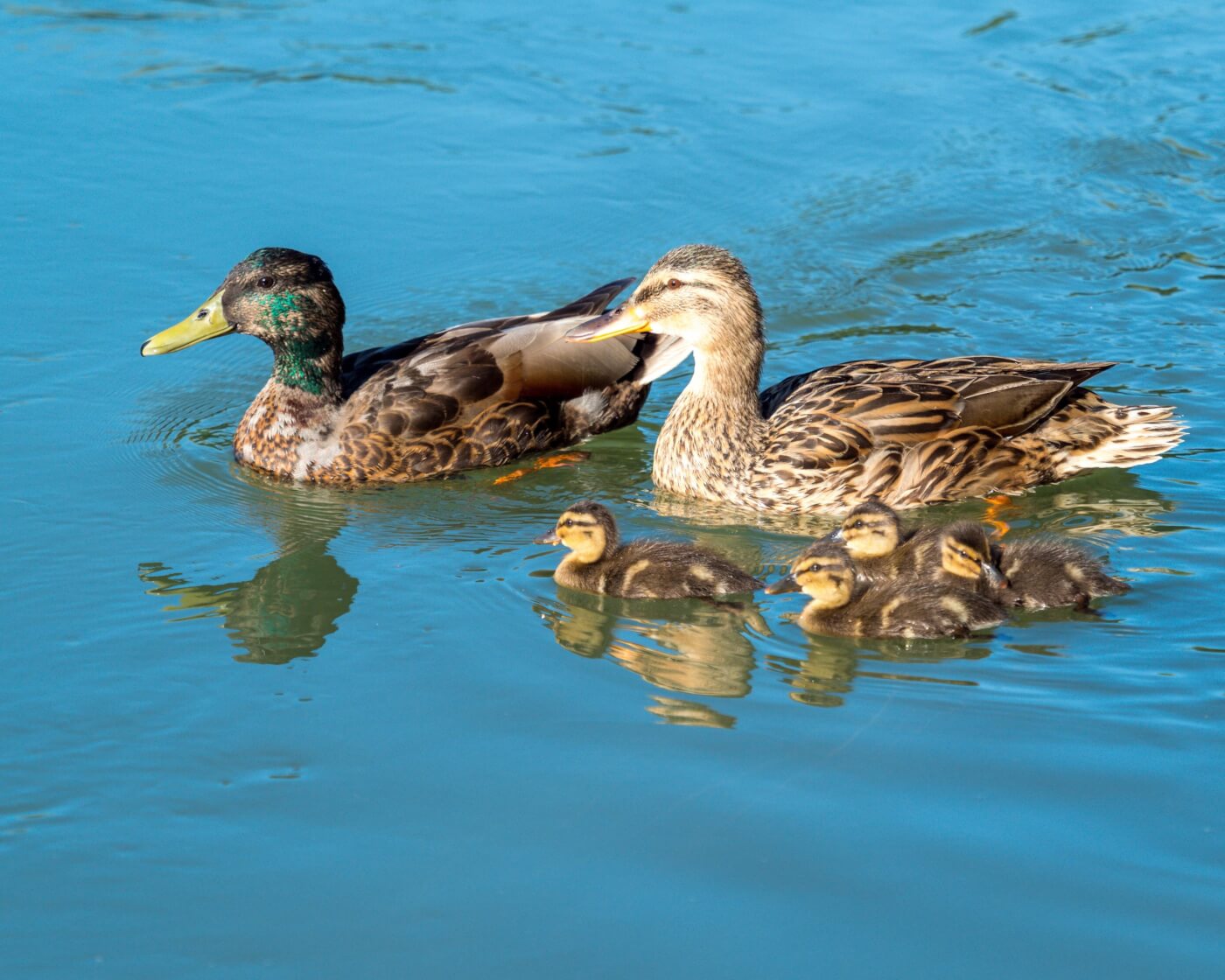 family of ducks floating in water, facts about ducks