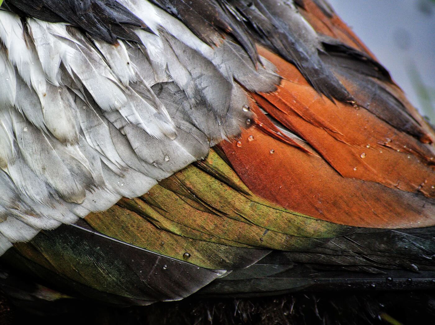 close up of a duck's feathers waterproof