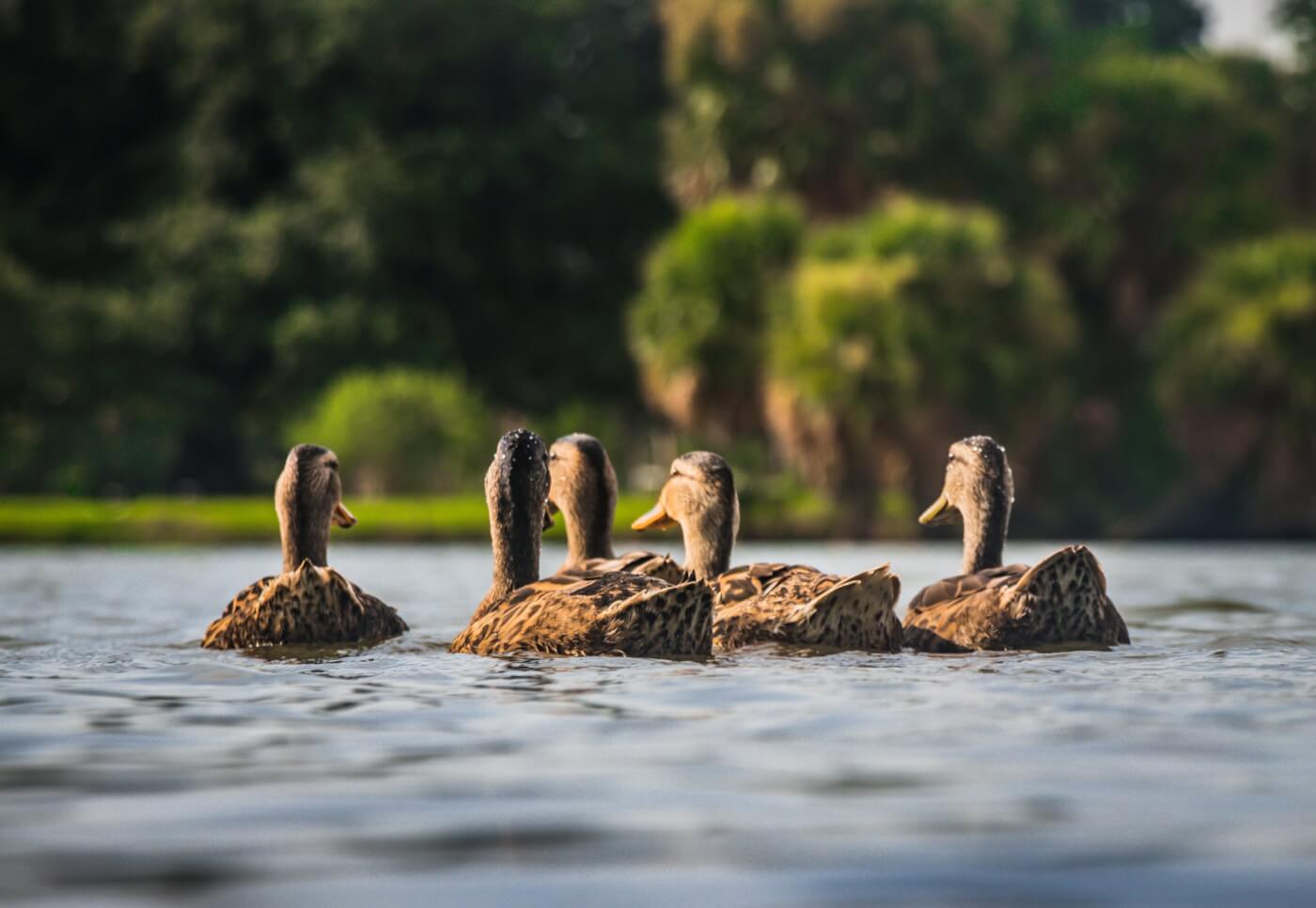 ducks floating in water facts about ducks