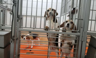 Reuters Report: Top Federal Official Steps Down Following PETA Exposé