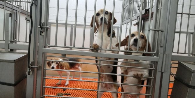 Reuters Report: Top Federal Official Steps Down Following PETA Exposé
