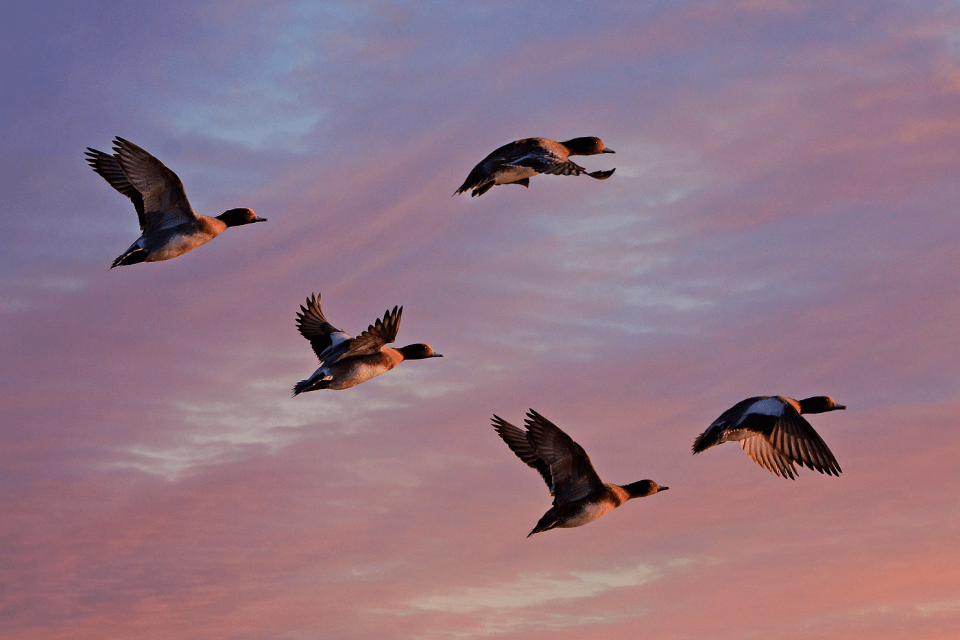 How Far Can Ducks Migrate in a Day?