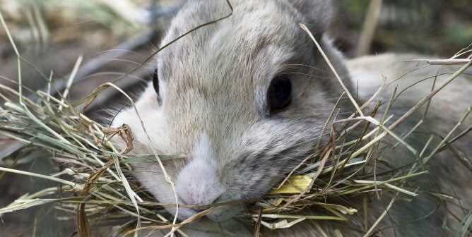 cute grey rabbit eating hay