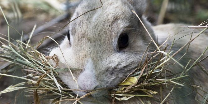 What Do Rabbits Eat? 5 Things Every Rabbit Guardian Should Know