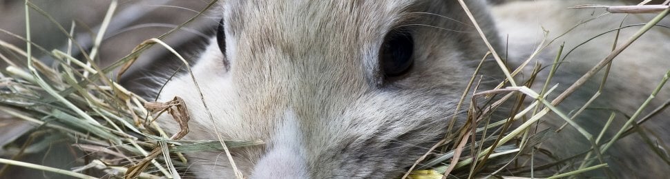 cute grey rabbit eating hay