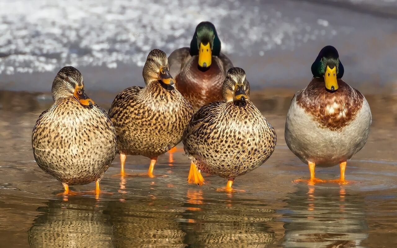group of ducks walking along shore