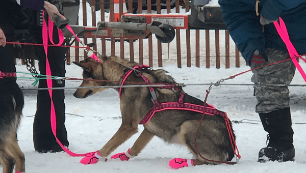 Urge New Sponsors to Stop Supporting the Deadly Iditarod!