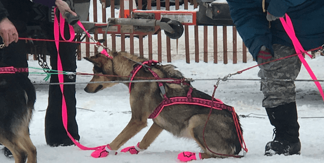 dog with pink gear being yanked by someone iditarod race