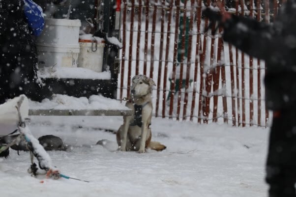 THIS Is How the 2022 Iditarod Is Actually Going