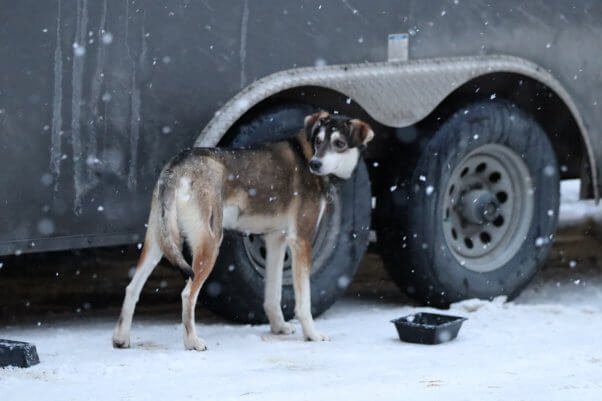 THIS Is How the 2022 Iditarod Is Actually Going