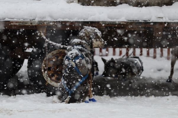 THIS Is How the 2022 Iditarod Is Actually Going