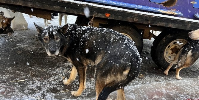 5 Simple Ways YOU Can Help End the Iditarod’s Cruelty in Alaska!