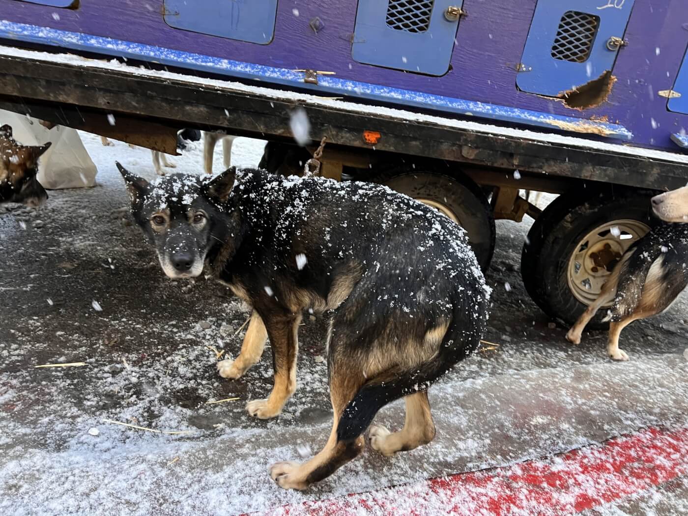 THIS Is How the Iditarod Is Actually Going