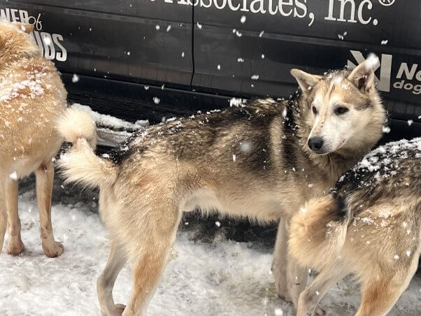 THIS Is How the Iditarod Is Actually Going