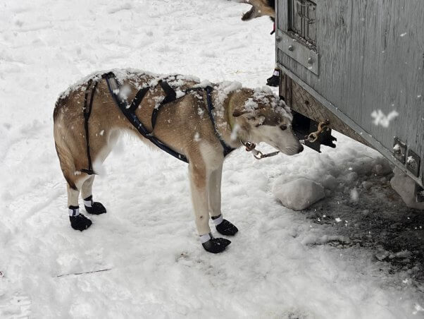 THIS Is How the 2022 Iditarod Is Actually Going
