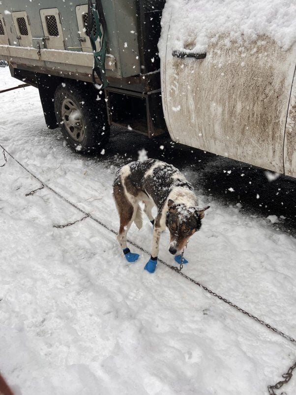 THIS Is How the Iditarod Is Actually Going