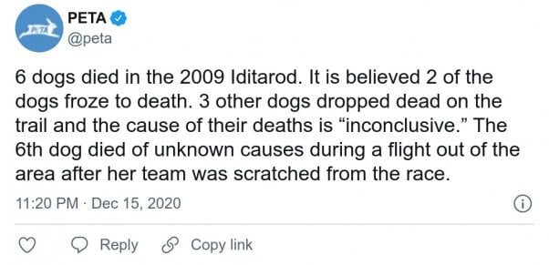 Common Iditarod Illnesses and Injuries That Kill Dogs