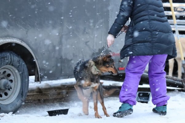 This heartlessness is how mushers treat dogs at the Iditarod starting line. Imagine the abuse and neglect the animals must endure when they’re on the trail—when no one’s watching.