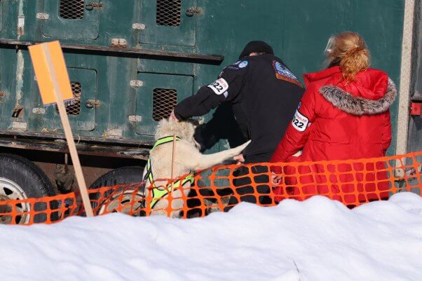 This heartlessness is how mushers treat dogs at the Iditarod starting line. Imagine the abuse and neglect the animals must endure when they’re on the trail—when no one’s watching. 