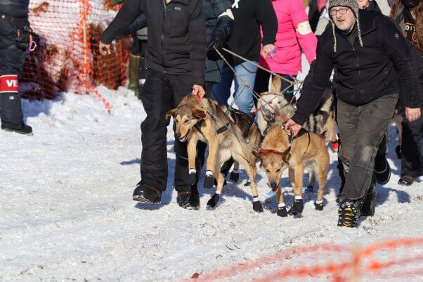 THIS Is How the Iditarod Is Actually Going
