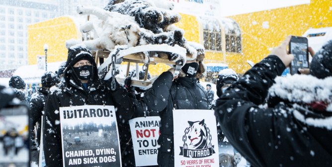 Iditarod protest 2022