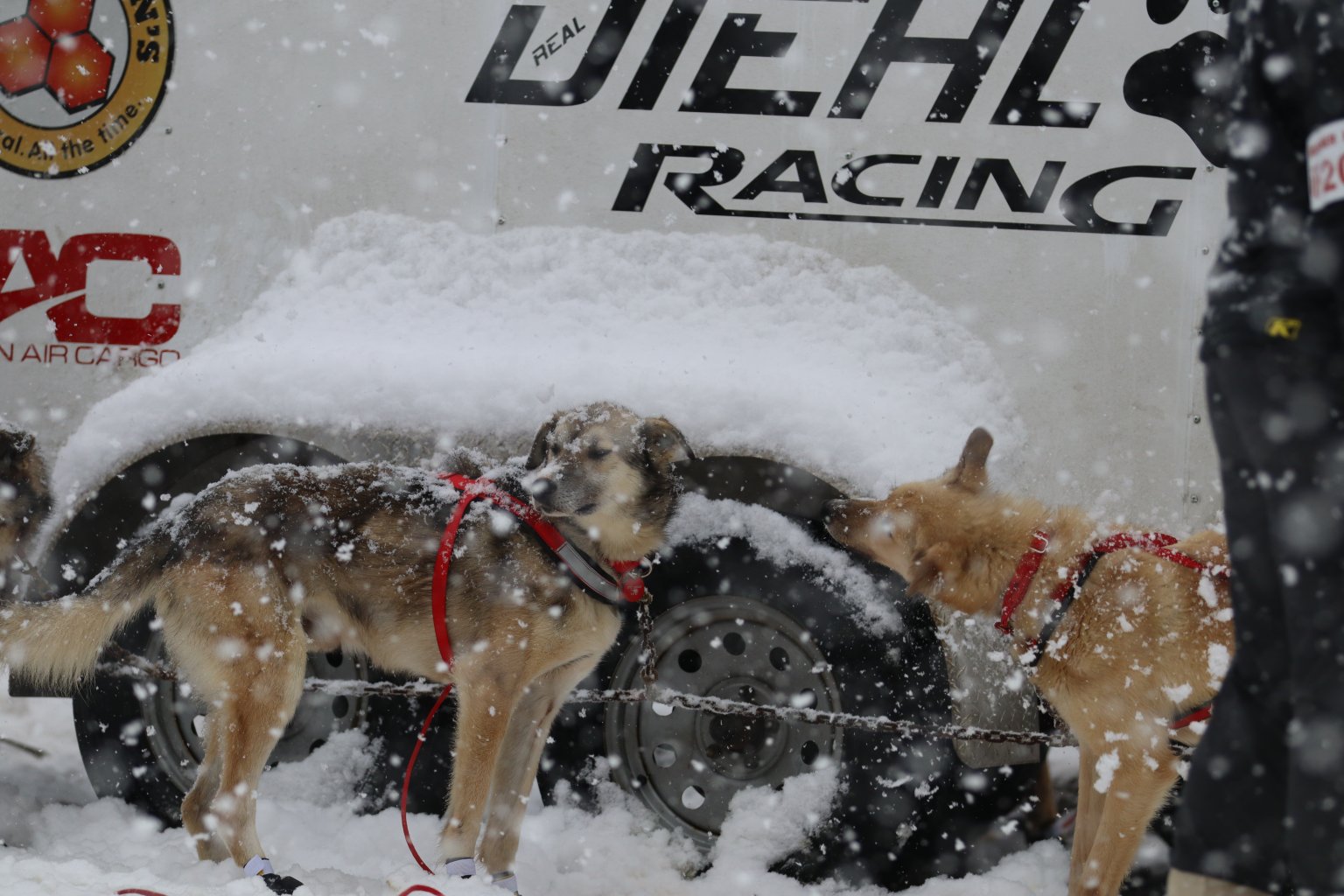 leon missing iditarod dog