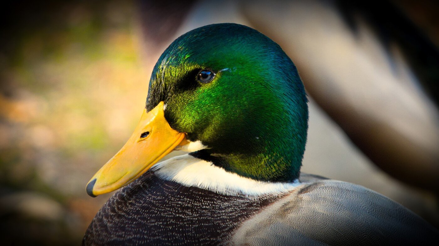 close up of mallard duck face