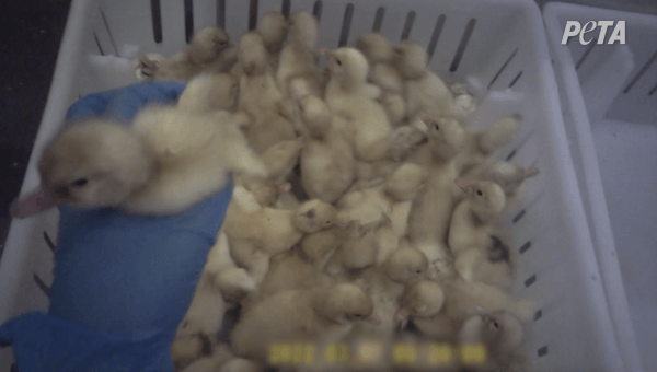 PETA Exposes Systemic Suffering at U.S.’ Largest Duck Company: Day-Old Birds Ground Up Alive
