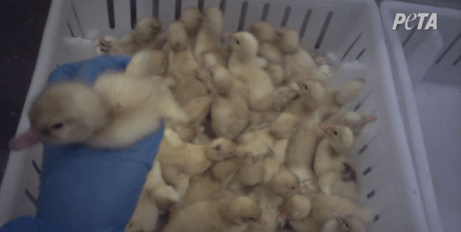 PETA Exposes Systemic Suffering at U.S.’ Largest Duck Company: Day-Old Birds Ground Up Alive