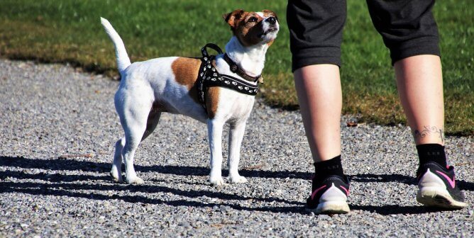 Dog Park Etiquette 101