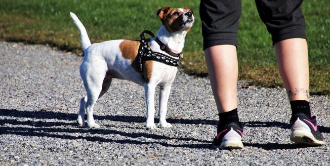 a mixed terrier dog enjoys a day at the dog park in the sun and green grass