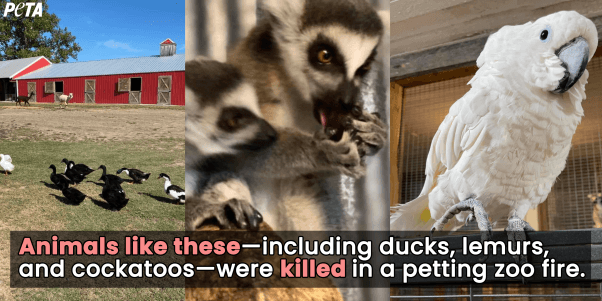 40+ Animals Killed in Petting Zoo Barn Fire