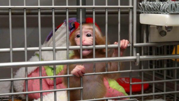 NIH Is Holding Back Scientific Progress and Squandering Billions