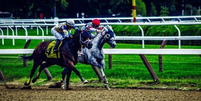 Two horses, like those used in the New York horseracing industry, are forced to compete in a race