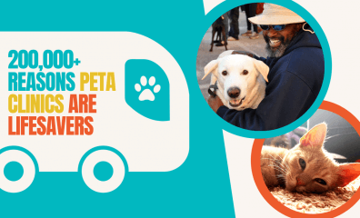 It’s the Eye-Opening Event of Spring! Join PETA for a Behind-the-Scenes Look at the Teams Helping Animal Companions Around the Globe