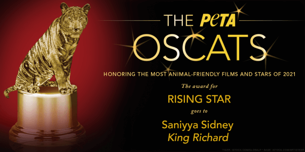 rising star oscat award