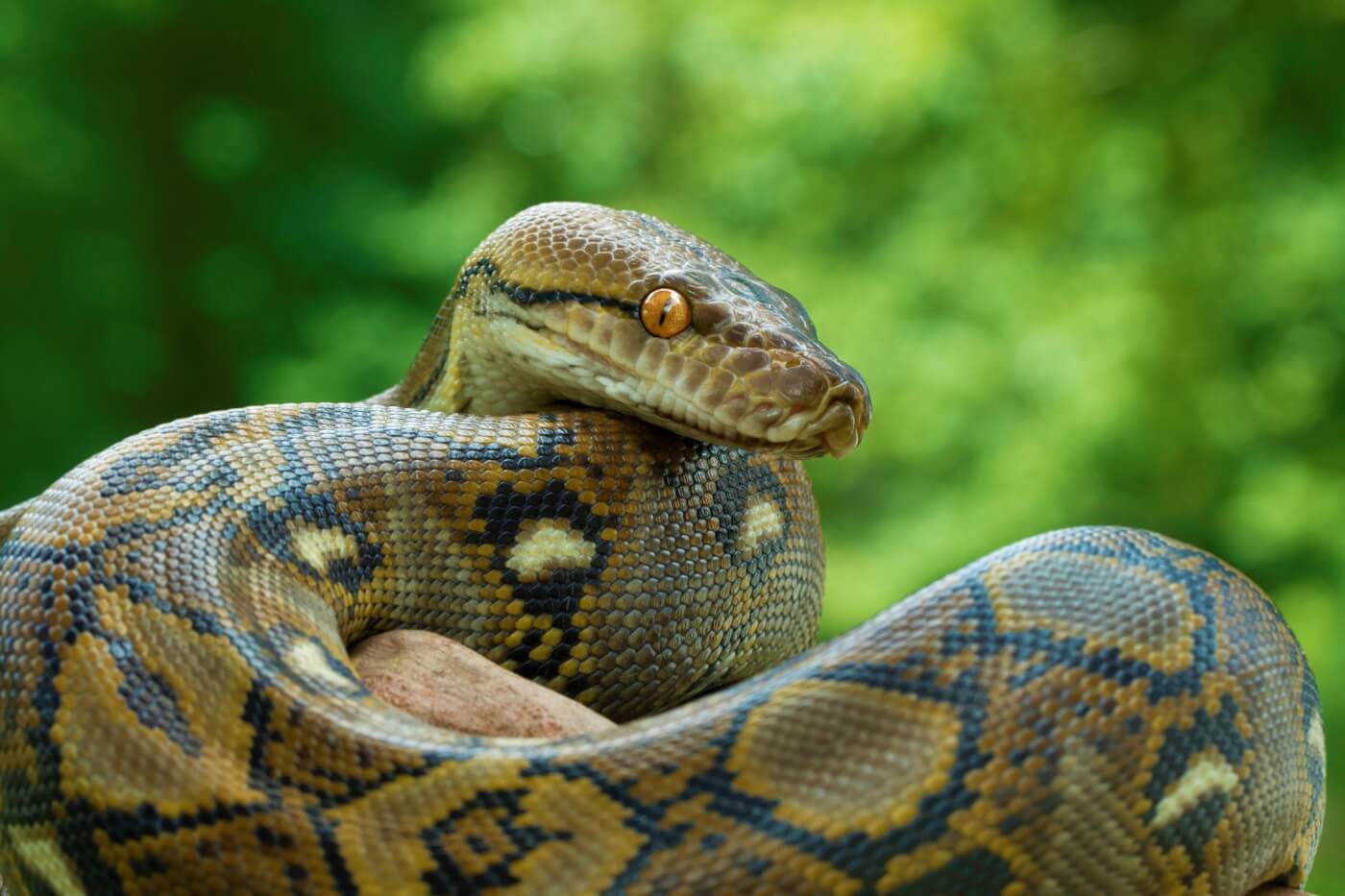 Python on rock