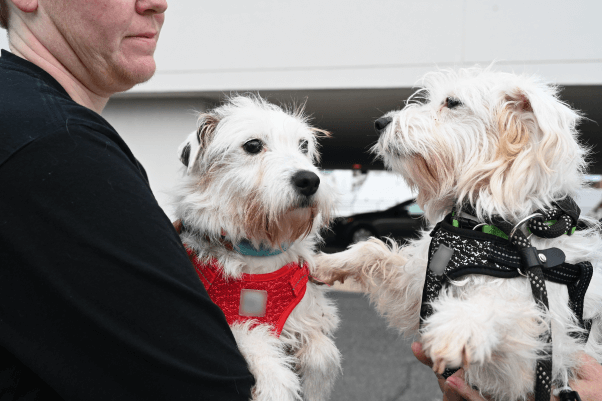 From JRT to TLC—Rescued Jack Russell Dogs Ready for Adoption